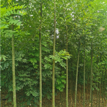 苗圃供應 苦楝樹 環(huán)境優(yōu)越 苗木資源雄厚