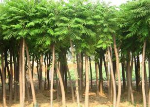 安陸火炬樹苗木