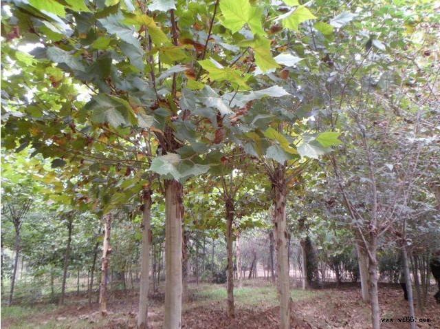 供應綠化苗木 喬木類 青桐 桐麻 梧桐樹 規格齊全 量大優惠圖片_5