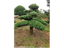 長(zhǎng)沙市雨花區(qū)瑞達(dá)綠化苗木場(chǎng)產(chǎn)品展示