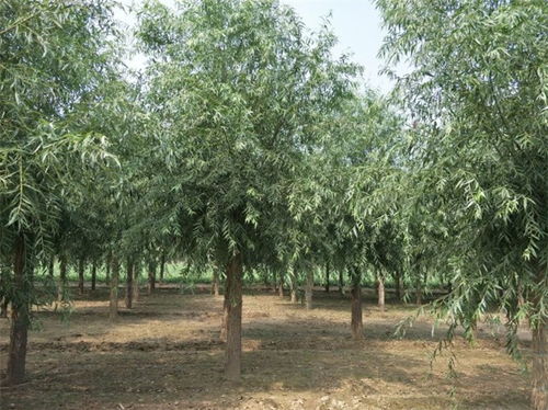 阿巴嘎6公分饅頭柳多少錢10公分饅頭柳國(guó)家供應(yīng)商 博野