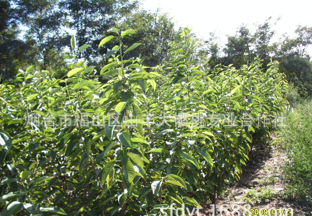 專業(yè)種植 大櫻桃苗木 綠化苗木【圖】