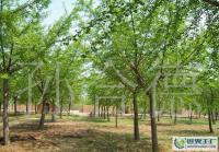 廠家低價(jià)直銷各種規(guī)格銀杏樹苗木[供應(yīng)]_綠化苗木