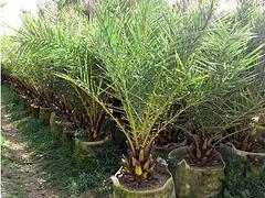 廣州中東銀海棗|供應(yīng)海南搶手的中東銀海棗-海南桂芝源實(shí)業(yè)有限公司提供廣州中東銀海棗|供應(yīng)海南搶手的中東銀海棗的相關(guān)介紹、產(chǎn)品、服務(wù)、圖片、價(jià)格檸檬苗、海南苗木、海南果苗、海南種苗、熱帶苗木、海南桂芝源、