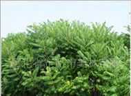 出售綠化苗木 火炬 黃櫨 紅葉碧桃_農副產品_世界工廠網中國產品信息庫