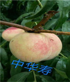 新聞 菏澤中蟠12號桃苗 報價