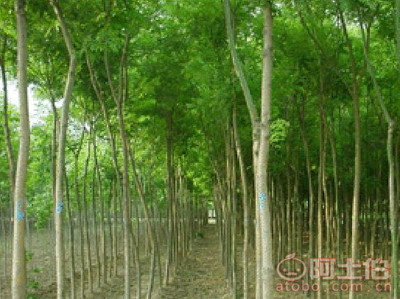 【菏澤25公分國槐基地 優(yōu)質(zhì)25公分國槐價格】25公分國槐,價格,廠家,供應(yīng)商,花木,菏澤市牡丹區(qū)雨澤苗木種植中心 - 產(chǎn)品庫