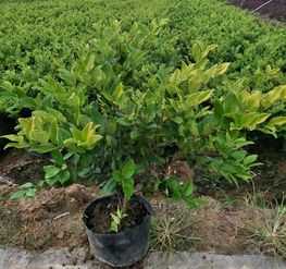 金森女貞 福江苗木低價出售 金森女貞苗木價格