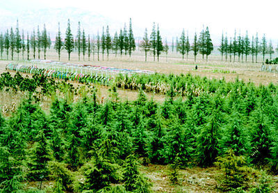 即墨鰲山衛鎮秋冬時節大面積種植雪松、蜀檜等苗木,加速了公路沿線綠化進程。本報記者攝影報道(圖)