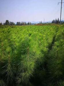 上半年,南方苗市主購(gòu)類型有哪些