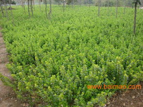 沭陽(yáng)縣華泰苗木場(chǎng)批發(fā)供應(yīng)苗木,花卉,種苗,銷售