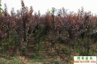 供應(yīng)紫葉李小苗 紅葉李工程苗 當(dāng)年生紫葉李價(jià)格_農(nóng)副產(chǎn)品_世界工廠網(wǎng)中國(guó)產(chǎn)品信息庫(kù)