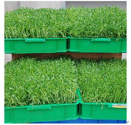 中農藍天有機芽苗菜產品 中農藍天有機芽苗菜產品圖片 中農藍天有機芽苗菜怎么樣 最新中農藍天有機芽苗菜產品展示