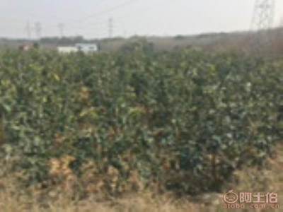 【香泡柚子苗木大量供應、價格便宜】綠化苗木,價格,廠家,供應商,花木,龍海市東泗興輝園藝場 - 產品庫