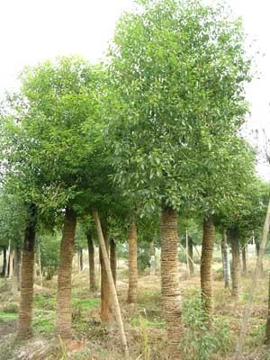 香樟-金華市建春綠化苗木場(產(chǎn)品圖片)-產(chǎn)品庫-中國花木網(wǎng)