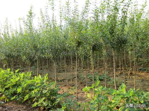 通過4個方面觀察苗木狀態(tài),鑒別苗木好壞