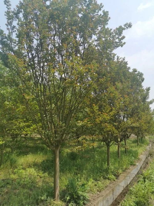 恭喜惠民園林入駐苗木通 李惠民 細(xì)分苗木用途,科學(xué)合理定價