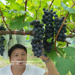 新聞 紅太陽葡萄樹苗產(chǎn)品展示  歡迎你