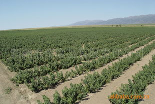 黑加侖苗木指導(dǎo)價 黑加侖苗木行情 新疆維帝食品有限責(zé)任公司