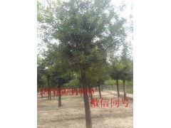 8公分國槐價格 供應(yīng)產(chǎn)品 綠錦天下苗木