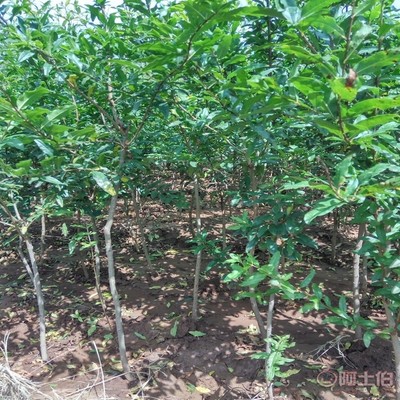 【高桿山楂苗畝產(chǎn)品種全的 山楂苗基地廠家供貨】泰安高新區(qū)旺運(yùn)苗木中心 - 產(chǎn)品庫(kù)