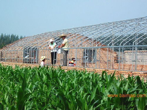 鄭州養(yǎng)殖大棚籌建廠家育苗大棚建造設(shè)計方案,鄭州養(yǎng)殖大棚籌建廠家育苗大棚建造設(shè)計方案生產(chǎn)廠家,鄭州養(yǎng)殖大棚籌建廠家育苗大棚建造設(shè)計方案價格