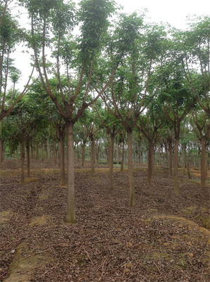 第三苗木基地(藍(lán)花楹生產(chǎn))