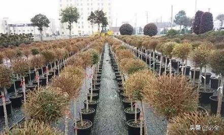 精品苗的標(biāo)準(zhǔn)怎么定 這三個硬指標(biāo)一定要知道