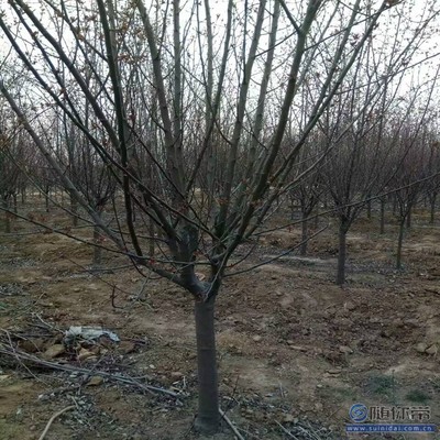 【2018海棠苗新品種垂絲海棠廠家批發(fā)】泰安高新區(qū)旺運苗木中心 - 產(chǎn)品庫