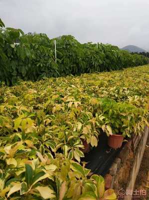 【漳州興輝園藝場盆栽花葉鵝掌柴基地種植】綠化苗木,價格,廠家,供應(yīng)商,花木,龍海市東泗興輝園藝場 - 產(chǎn)品庫