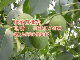 核桃 批發(fā)供應(yīng)信息 核桃 批發(fā)批發(fā) 核桃 批發(fā)價格 找核桃 批發(fā)產(chǎn)品上