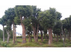 2013年湖南香樟樹最新報(bào)價/湖南工程綠化苗木價格查詢|喬灌木|綠化苗木|供應(yīng)信息|597苗木網(wǎng)