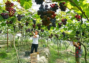 奮進(jìn)中的寧德