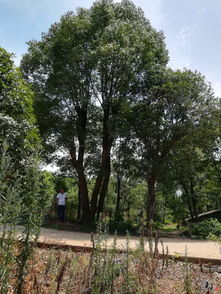 湖南園林精品苗木推薦