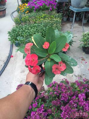 【泉州室內綠化盆栽虎刺梅、質優價廉】綠化苗木,價格,廠家,供應商,花木,龍海市東泗興輝園藝場 - 產品庫