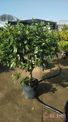 【球形含笑袋苗銷售、基地直銷、農戶種植】綠化苗木,價格,廠家,供應商,花木,龍海市東泗興輝園藝場 - 產品庫