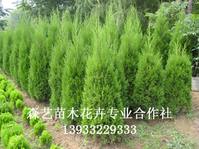 珍惜樹種小火炬_定州市森藝苗木花卉合作社_95供求網(wǎng)