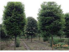 溫江鈞滔園林苗圃產品展示