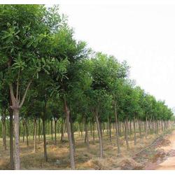 山東中鵬苗木基地 優(yōu)質(zhì)國(guó)槐 成都國(guó)槐