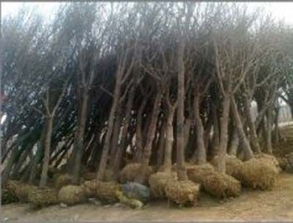 安徽阜陽(yáng)供應(yīng)1公分法桐小苗 價(jià)格