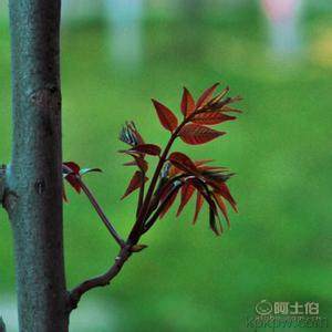 【香椿樹(shù)苗多0.7香椿苗批發(fā)廠家香椿苗有賣1公分香椿】泰安乾佑源苗木專業(yè)合作社 - 產(chǎn)品庫(kù)