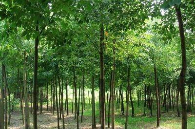 野生香樟|移栽骨架香樟-供應(yīng)香樟 -寧鄉(xiāng)縣光輝苗木場 產(chǎn)品展示(野生香樟、移栽骨架香樟、湖南綠化苗)-金泉網(wǎng)