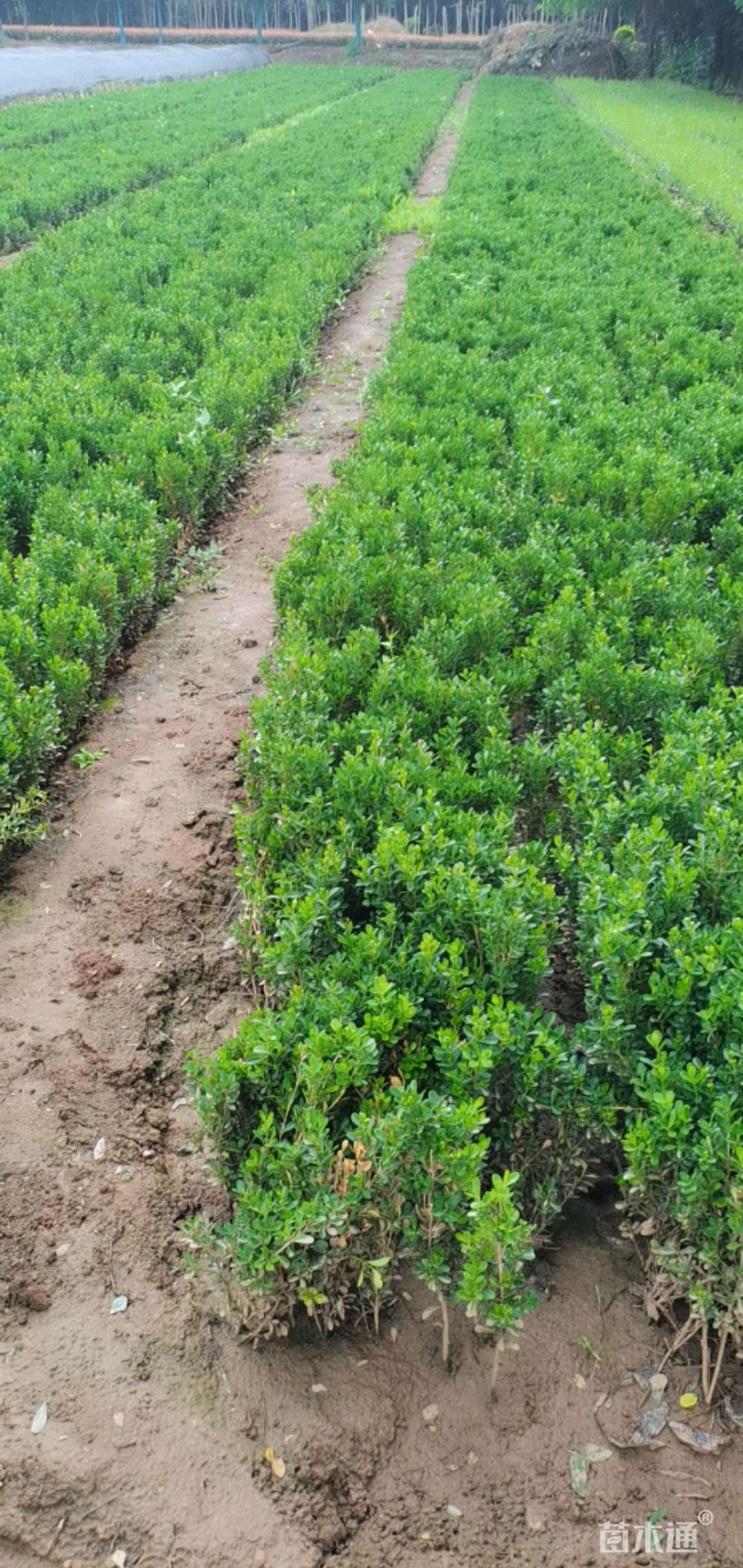 [\xe5\xb0\x8f\xe5\x8f\xb6\xe9\xbb\x84\xe6\x9d\xa8\xe9\xab\x98\xe5\xba\xa630\xe5\x8e\x98\xe7\xb1\xb3\xe5\xb0\x8f\xe5\x8f\xb6\xe9\xbb\x84\xe6\x9d\xa8 0.80\xe5\x85\x83/\xe6\xa0\xaa \xe8\x8b\xa5\xe5\xb9\xb2