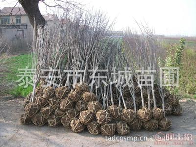 【批發(fā)石榴樹,泰安石榴苗,3公分石榴樹、薄殼核桃苗,5公分石榴樹】泰安市泰山區(qū)東城林果苗木繁育場 - 產(chǎn)品庫