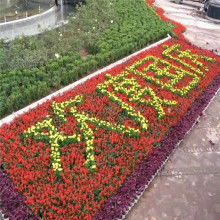 青州市茗茜花卉苗木專業(yè)合作社 熱銷產(chǎn)品