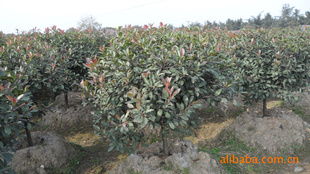 湖南宏盛苗圃大量供應(yīng)100 120公分紅葉石楠供應(yīng)商 湖南宏盛苗圃大量供應(yīng)100 120公分紅葉石楠供應(yīng)商 湖南長沙宏盛苗圃盡在農(nóng)苗網(wǎng)