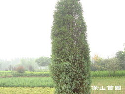 河北省定州市保山苗圃場 產(chǎn)品信息