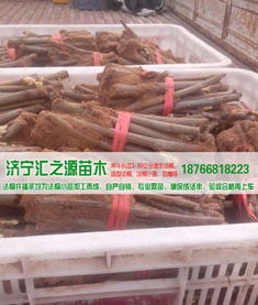 法桐扦插棒批發(fā)價格