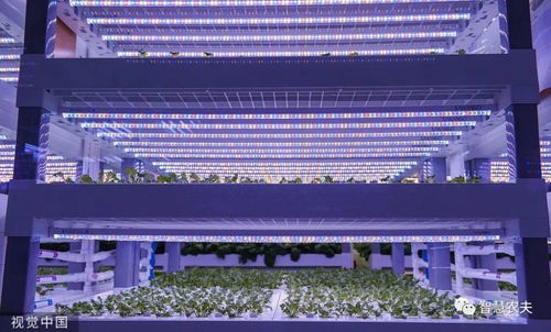 走進(jìn) 植物工廠 探訪現(xiàn)代工廠化智慧育苗基地