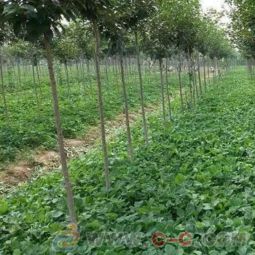 甜寶草莓苗批發(fā) 草莓苗園藝場